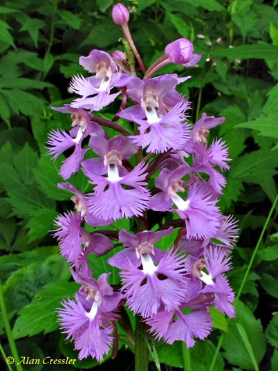 {Platanthera grandiflora}